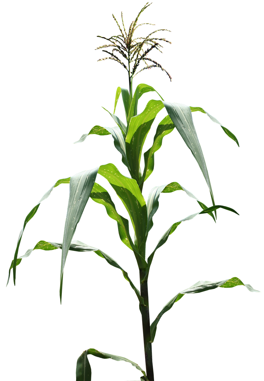 cornfield, corn, field, corn, corn, corn, corn, corn