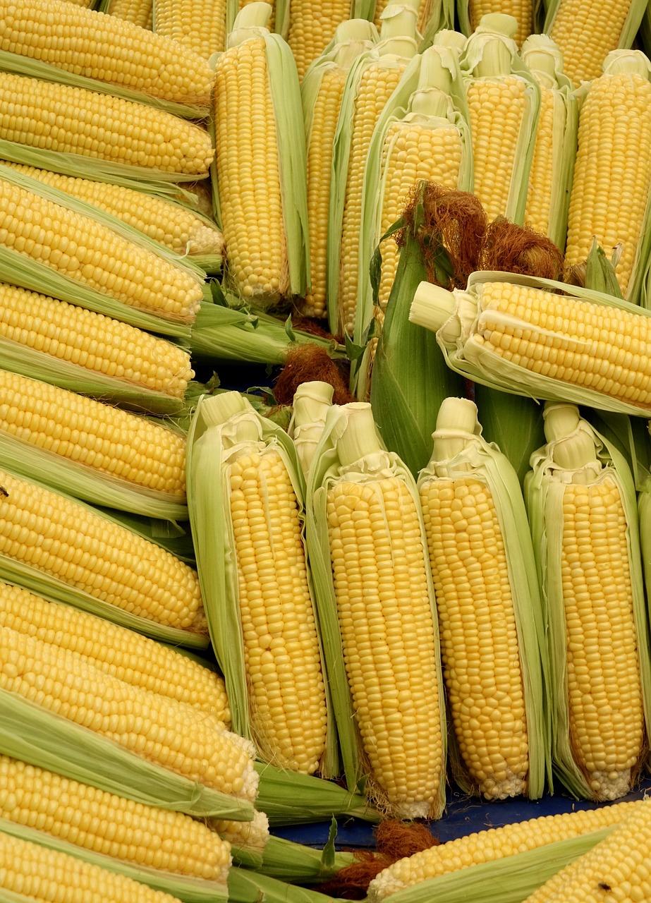 corn, corn on the cob, vegetables, food, corn on the cob hair, vegetable corn, popcorn, corn kernels, nature, yummy, beautiful wallpaper, corn hair, background, iphone wallpaper